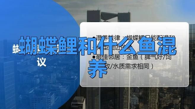 白金蝴蝶鯉混養(yǎng)有哪些成功案例：共參考5篇資料,01:00/01:00