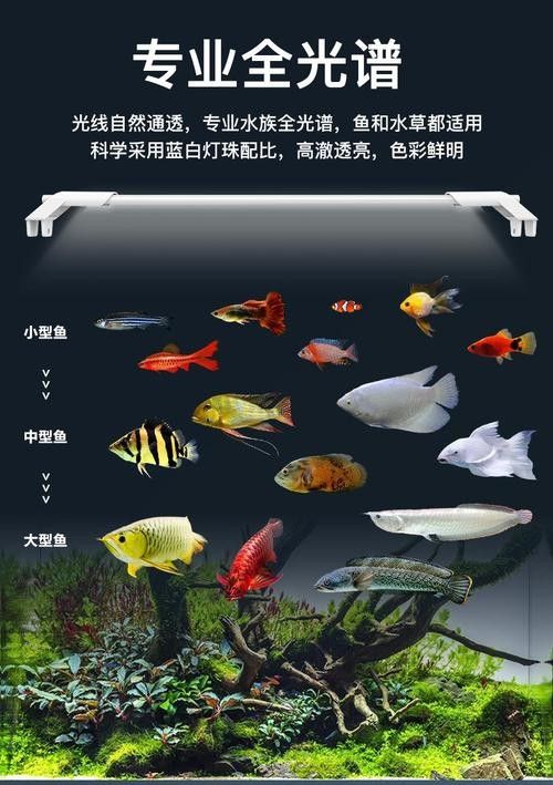有哪些高品質魚缸燈推薦？：綜合市場口碑和性能表現的高品質魚缸燈推薦