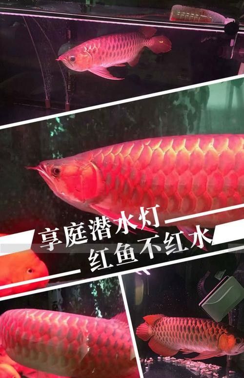 龍魚專用燈哪個品牌好？：馬印神燈龍魚燈