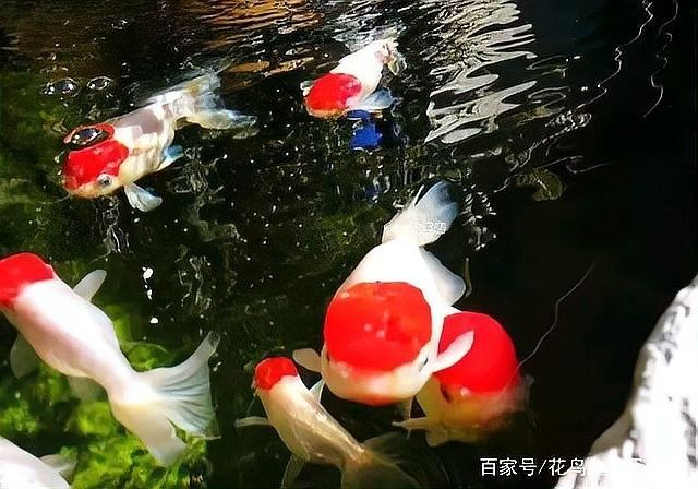 如何預防金龍魚爛尾？：金龍魚爛尾的罪魁禍首:水質管理不當的三大致命傷山色倚晴空