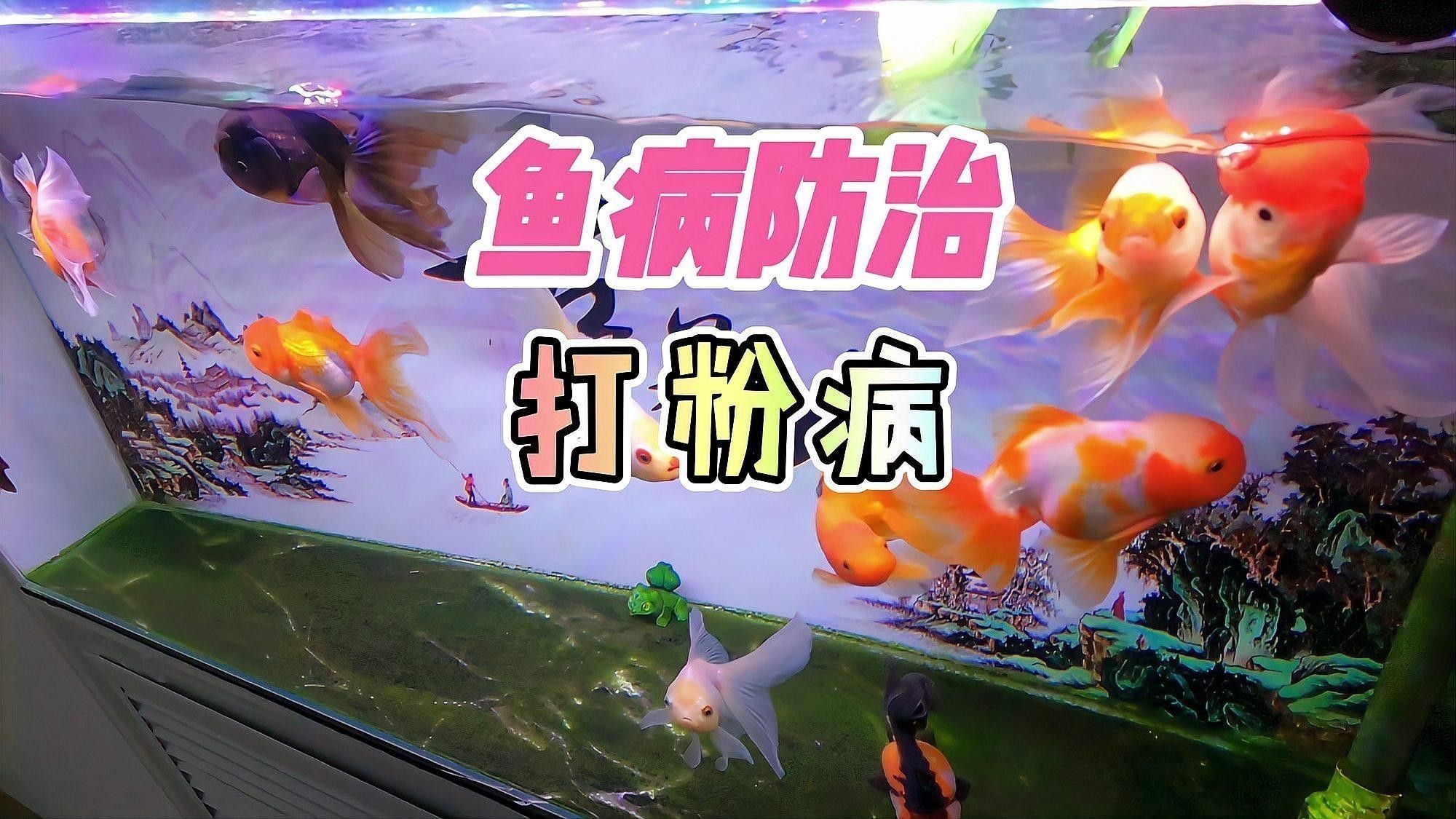 如何治療打粉病？：硫磺、甲基托布津和多菌靈的使用比例是多少養魚老道