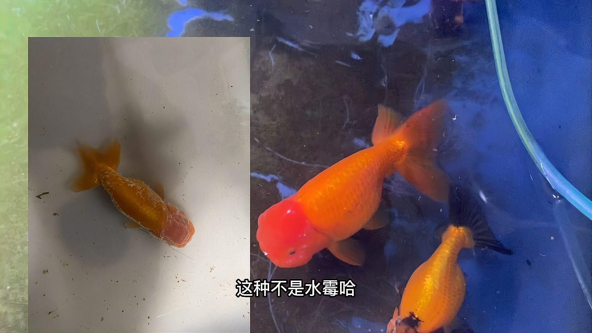 如何治療打粉病？：硫磺、甲基托布津和多菌靈的使用比例是多少養魚老道