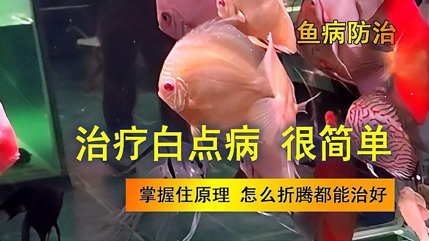 藍曼龍魚白點病會復發嗎？：藍曼龍魚白點病存在復發的可能性，但科學管理和預防措施可顯著降低風險