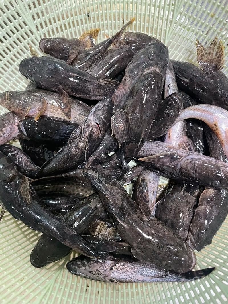 哪里可以找到更多龍魚虎魚圖片：獲取龍魚虎魚虎魚高清圖片的推薦途徑：以下是獲取龍魚虎魚高清圖片的推薦途徑