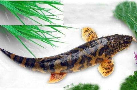 哪里可以找到更多龍魚虎魚圖片：獲取龍魚虎魚虎魚高清圖片的推薦途徑：以下是獲取龍魚虎魚高清圖片的推薦途徑