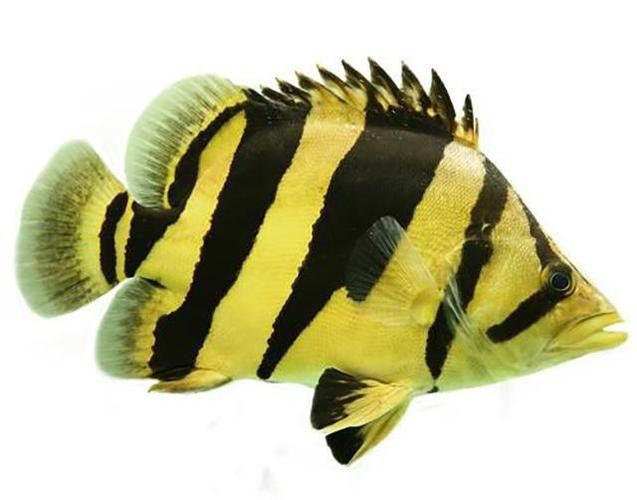 哪里可以找到更多龍魚虎魚圖片：獲取龍魚虎魚虎魚高清圖片的推薦途徑：以下是獲取龍魚虎魚高清圖片的推薦途徑