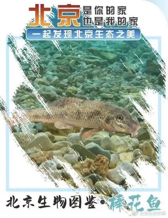 哪里可以找到更多龍魚虎魚圖片：獲取龍魚虎魚虎魚高清圖片的推薦途徑：以下是獲取龍魚虎魚高清圖片的推薦途徑