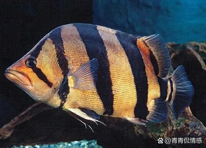 哪里可以找到更多龍魚虎魚圖片：獲取龍魚虎魚虎魚高清圖片的推薦途徑：以下是獲取龍魚虎魚高清圖片的推薦途徑