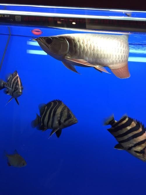 哪里可以找到更多龍魚虎魚圖片：獲取龍魚虎魚虎魚高清圖片的推薦途徑：以下是獲取龍魚虎魚高清圖片的推薦途徑