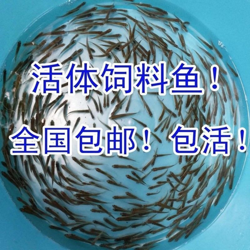 哪里可以找到更多龍魚虎魚圖片：獲取龍魚虎魚虎魚高清圖片的推薦途徑：以下是獲取龍魚虎魚高清圖片的推薦途徑
