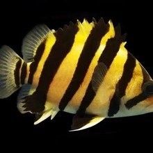 哪里可以找到更多龍魚虎魚圖片：獲取龍魚虎魚虎魚高清圖片的推薦途徑：以下是獲取龍魚虎魚高清圖片的推薦途徑
