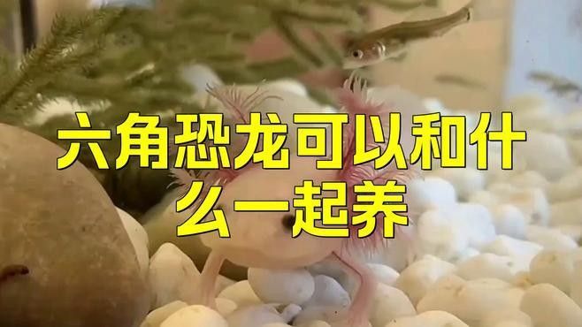 六角龍魚和什么魚混養比較好：六角恐龍魚的混養
