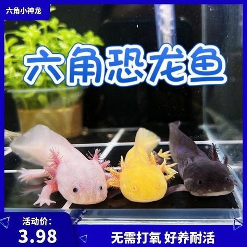 哪里可以買到正宗的恐龍魚：北京各大水產品批發市場微信公眾平臺來鶴軒海鮮盤點