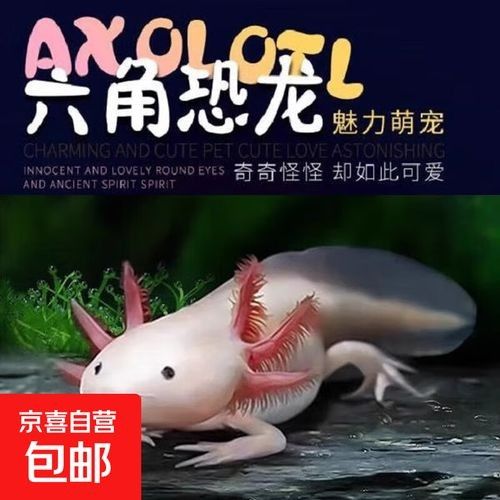 哪里可以買到正宗的恐龍魚：北京各大水產品批發市場微信公眾平臺來鶴軒海鮮盤點