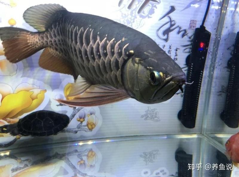 血紅龍魚掉眼會自愈嗎？：血紅龍魚掉眼能否自愈