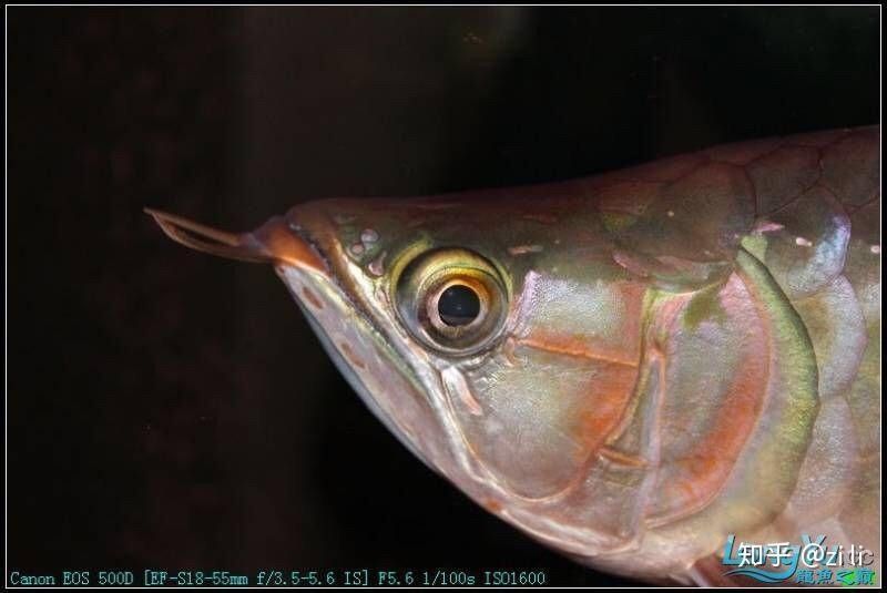 血紅龍魚掉眼會自愈嗎？：血紅龍魚掉眼能否自愈