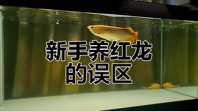 龍魚(yú)飼養(yǎng)難度大嗎：20-30公分龍魚(yú)飼養(yǎng)技巧與注意事項(xiàng)