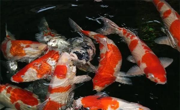 龍魚鰓蓋爛了如何預防感染：龍魚鰓蓋潰爛怎么辦
