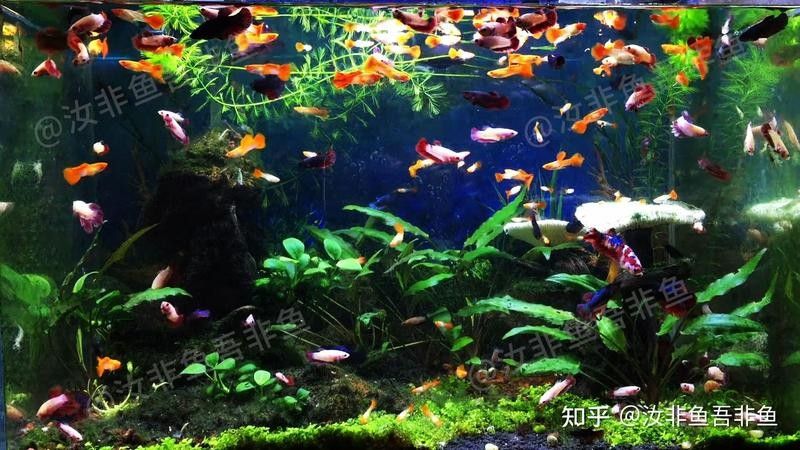 藍底金龍魚燈光需要24小時開嗎？：藍底金龍魚不需要24小時開燈合理的燈光管理需結合其生長階段和發色需求