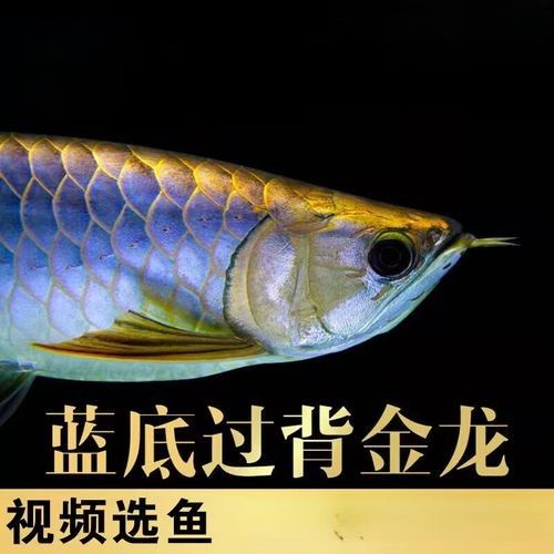 古藍(lán)金龍魚的市場供應(yīng)情況：古典藍(lán)底過背金龍魚