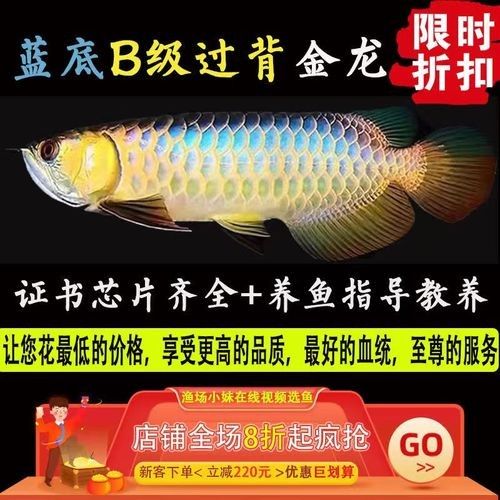 古藍(lán)金龍魚的市場供應(yīng)情況：古典藍(lán)底過背金龍魚