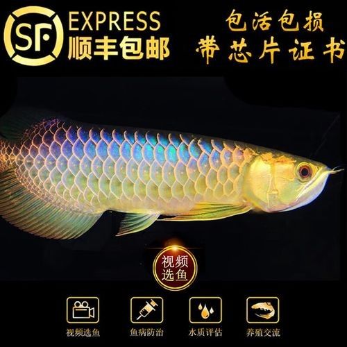 古藍(lán)金龍魚的市場供應(yīng)情況：古典藍(lán)底過背金龍魚