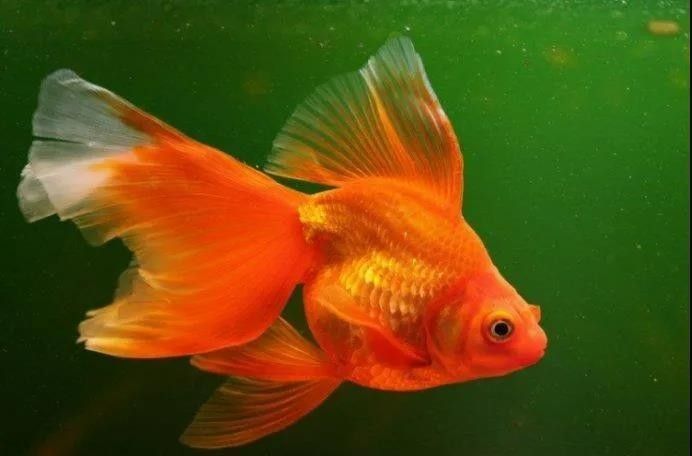 龍魚加鹽后多久見效：龍魚加鹽后多久喂食