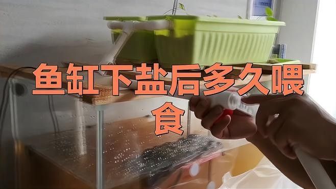 龍魚加鹽后多久見效：龍魚加鹽后多久喂食