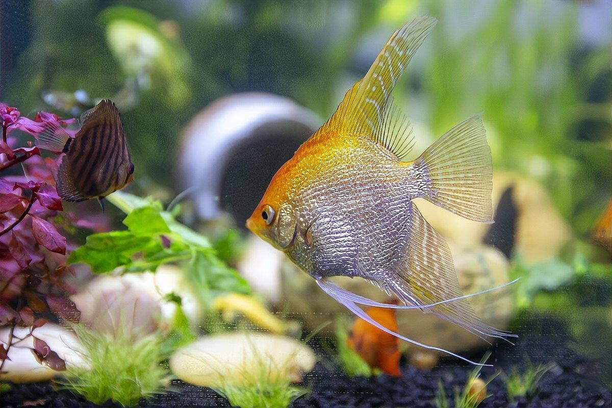 龍魚加鹽后多久見效：龍魚加鹽后多久喂食