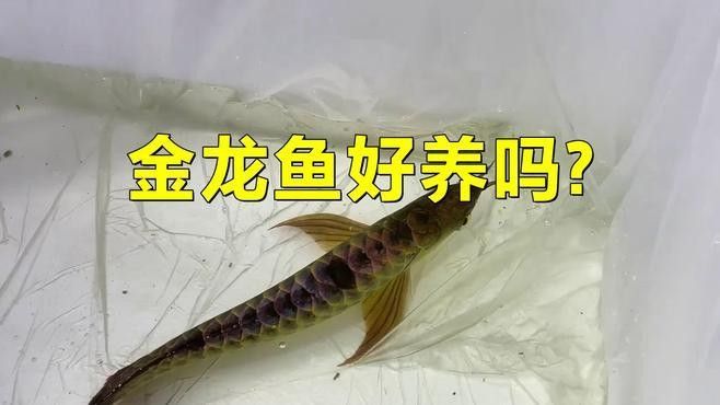 金龍魚和星點龍的飼養(yǎng)難度對比：金龍魚和星點龍哪個好養(yǎng)嗎金龍魚好養(yǎng)嗎新手適合養(yǎng)嗎 金龍魚和星點龍的飼養(yǎng)難度對比：金龍魚和星點龍哪個好養(yǎng)嗎金龍魚好養(yǎng)嗎新手適合養(yǎng)嗎 龍魚百科 第1張