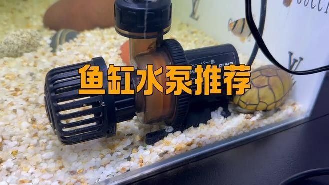 混養紅金龍魚需要多大的水泵：混養紅金龍魚水泵選擇需綜合考慮魚缸尺寸、養殖密度及過濾系統需求 混養紅金龍魚需要多大的水泵：混養紅金龍魚水泵選擇需綜合考慮魚缸尺寸、養殖密度及過濾系統需求 龍魚百科 第1張