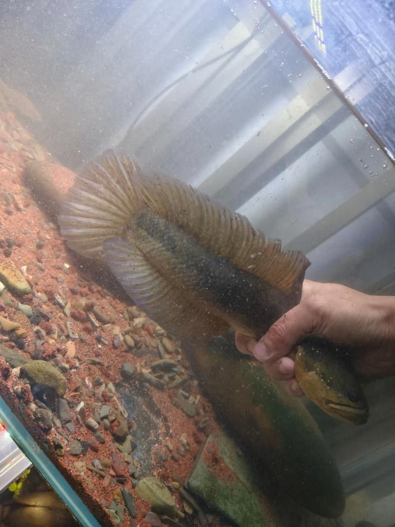 如何預防雷龍魚腹水：富媒體素材庫之雷龍魚預防