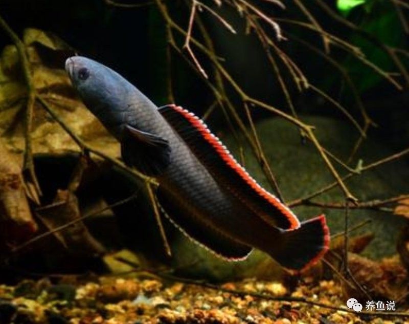 雷龍魚有哪些品種：養(yǎng)雷龍魚哪些品種值得一試,養(yǎng)起來也好看