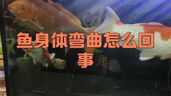 如何判斷龍魚身體傾斜的原因：龍魚小參謀，如何應對龍魚側翻問題有效方法揭秘!