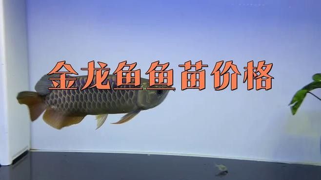 如何選購高品質的金龍魚苗？：選購金龍魚苗需綜合觀察其體型、鱗片、鰭部等特征