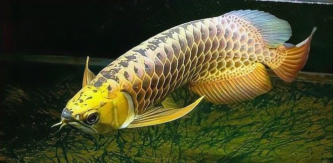 如何選購高品質的金龍魚苗？：選購金龍魚苗需綜合觀察其體型、鱗片、鰭部等特征