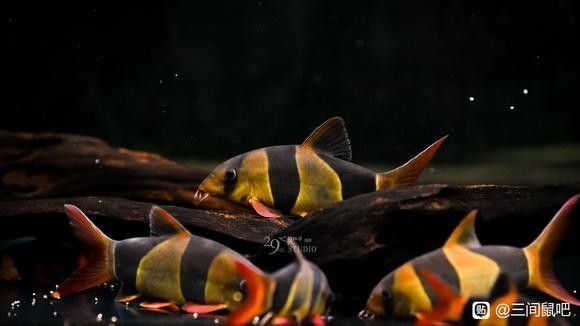 龍魚吃老鼠有哪些好處？：命理學與生態習性雙重角度分析龍魚吃老鼠有哪些禁忌