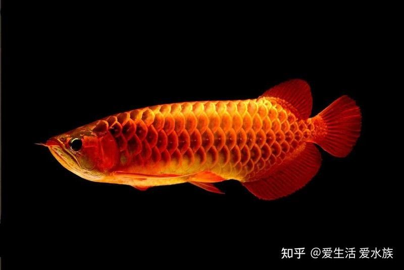 白玉紅龍魚發(fā)色需要多長時(shí)間？：白玉紅龍魚怎么養(yǎng)容易發(fā)色這些小技巧你要知道