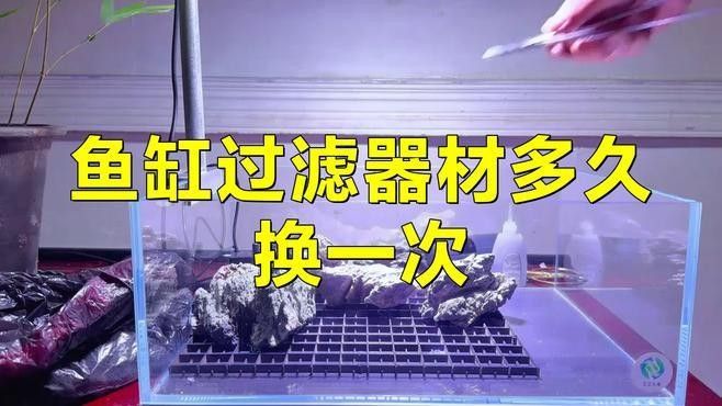 紅龍魚缸過濾系統(tǒng)多久清洗一次？：紅龍魚缸過濾系統(tǒng)清洗頻率大揭秘