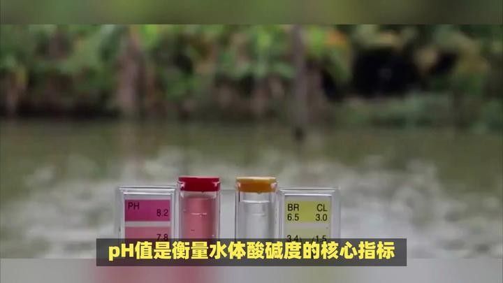 如何判斷水質是否需要調節：泛塘養魚第一線養殖高手調水秘訣,水質檢測與調節技巧全解析