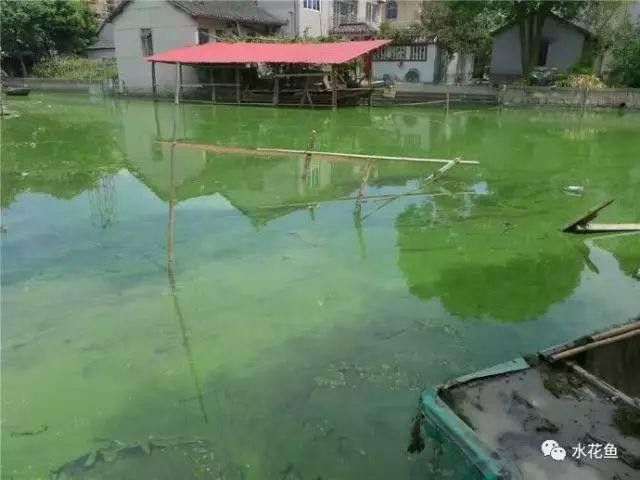如何判斷水質是否需要調節：泛塘養魚第一線養殖高手調水秘訣,水質檢測與調節技巧全解析