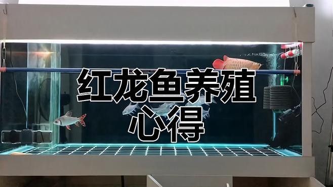 馬來西亞紅龍魚養殖難度大嗎：養魚說