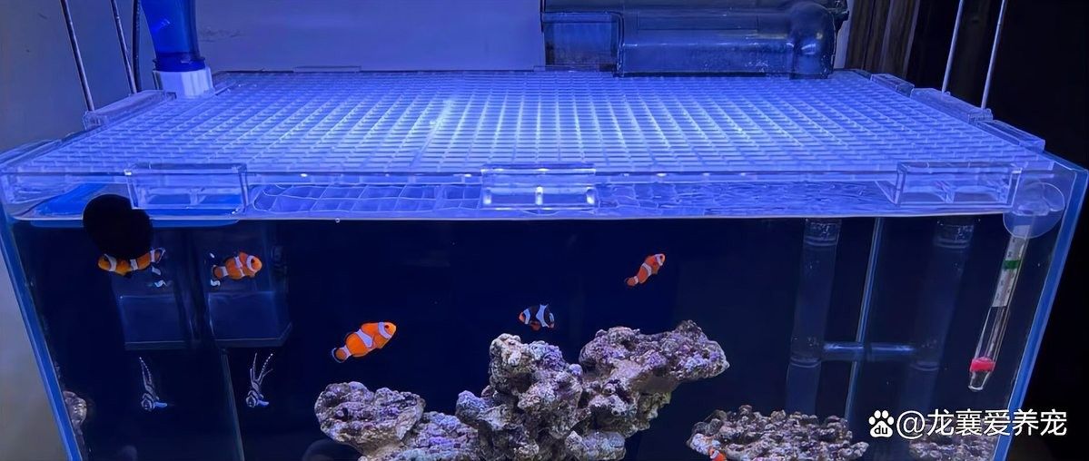 雷龍魚缸蓋如何固定：雷龍魚缸蓋制作全攻略