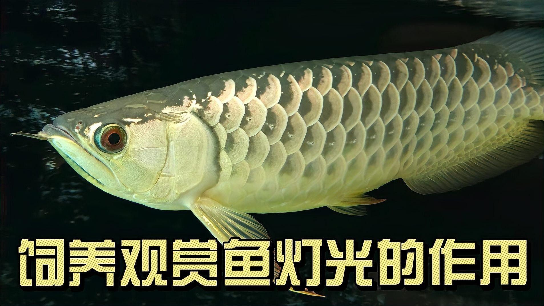 如何為金龍魚提供最佳飼養環境：養了18年的金龍魚產卵，主人還沒來得及高興，全被雄魚吃掉了！