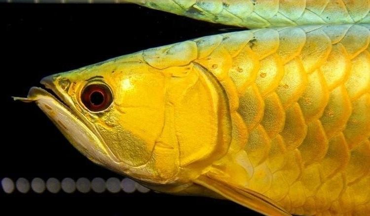 如何為金龍魚提供最佳飼養環境：養了18年的金龍魚產卵，主人還沒來得及高興，全被雄魚吃掉了！