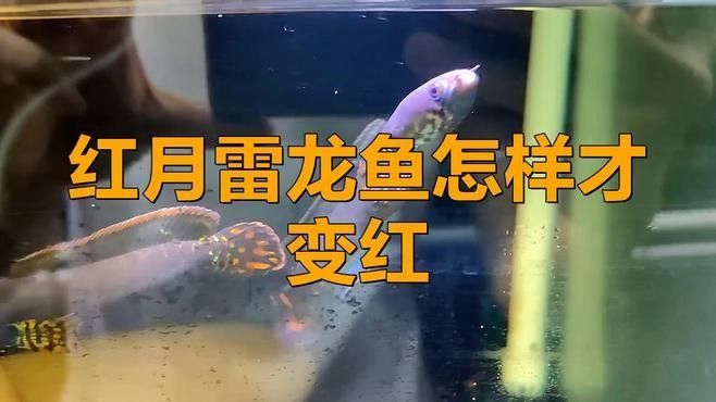 如何判斷雷龍魚是否褪色？：雷龍魚褪色了怎么辦