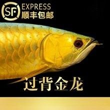 純血統古典金龍魚的價格是多少：純血統古典金龍魚（即藍底過背金龍魚）價格表大全