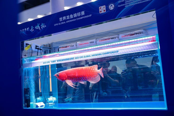 2025 長城杯世界龍虎魟魚錦標賽（龍魚組）