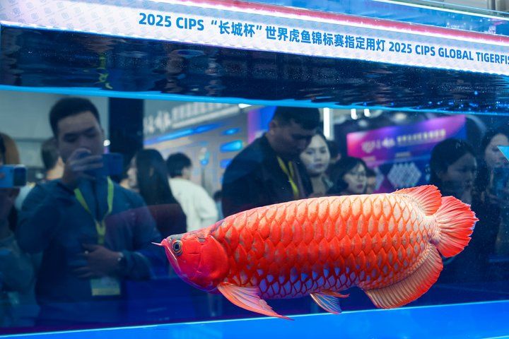 2025 長城杯世界龍虎魟魚錦標賽（龍魚組）