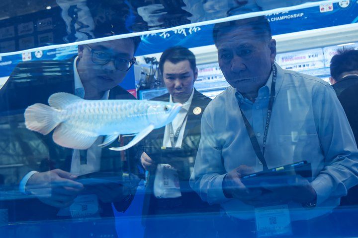 2025 長城杯世界龍虎魟魚錦標賽（龍魚組）